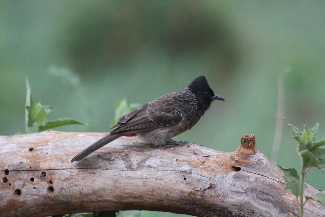 Community Integration