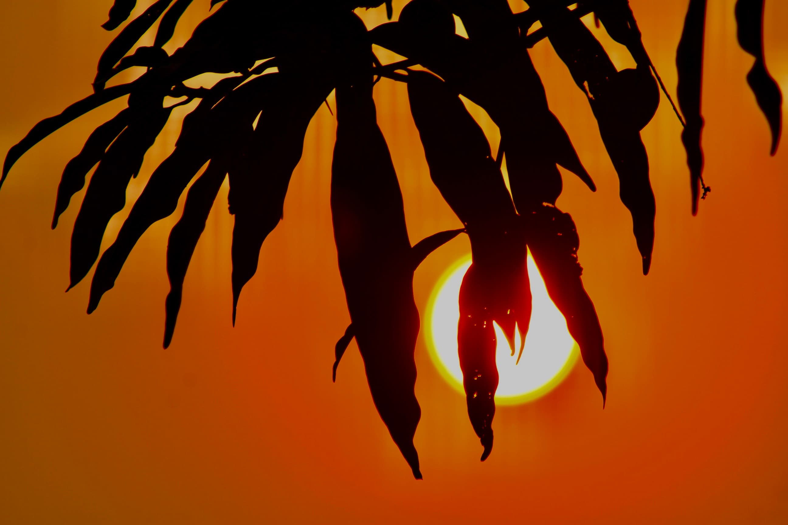 Regenerative Farming